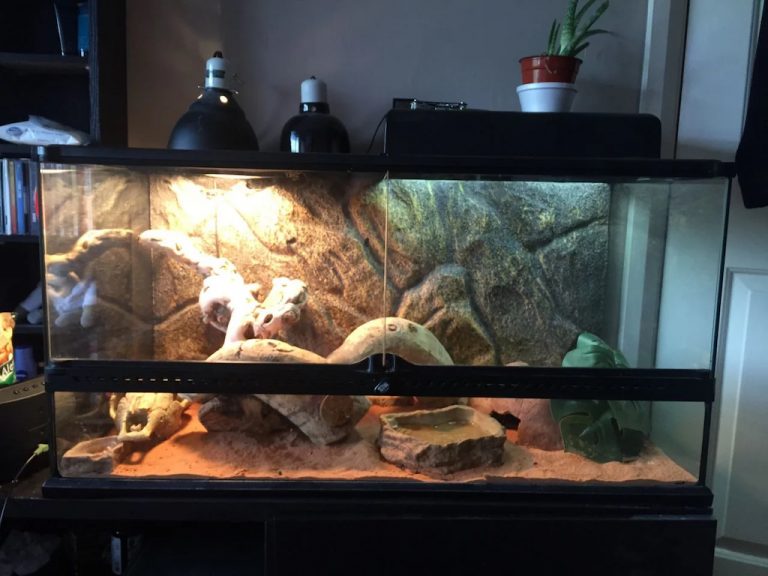 How To Build A Bearded Dragon Habitat Complete Guide Tips 2019